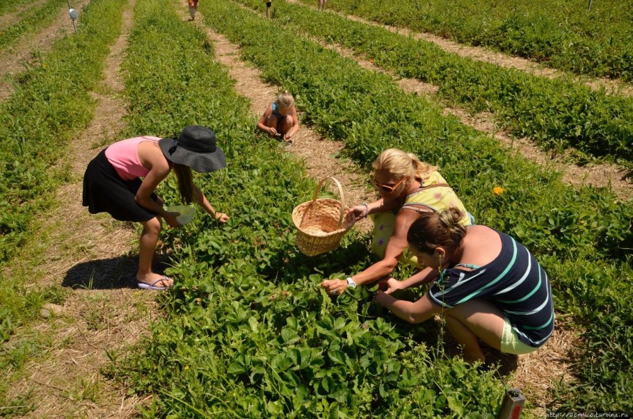 Яблочный Амбар фото