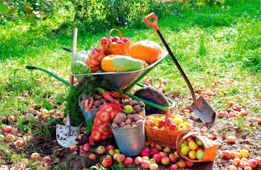 Дача. Урожай