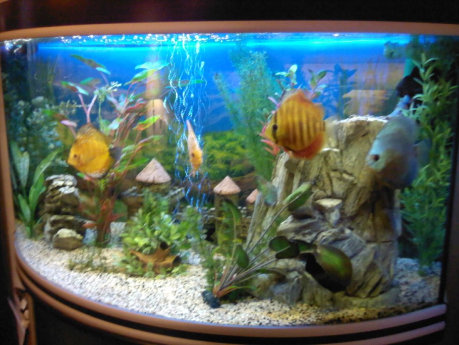 Декоративный аквариум с искусственными рыбками