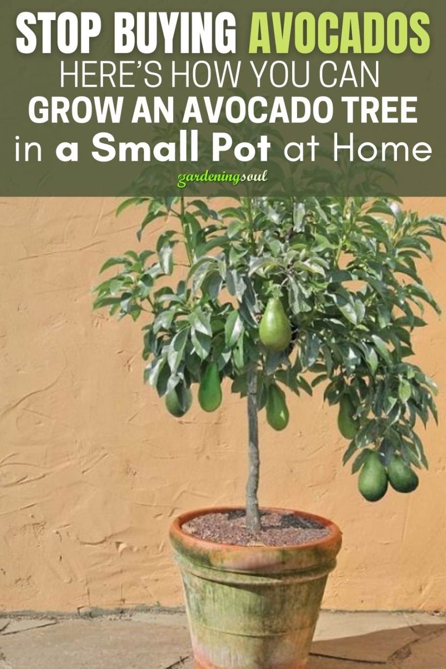 Авокадо из косточки в домашних