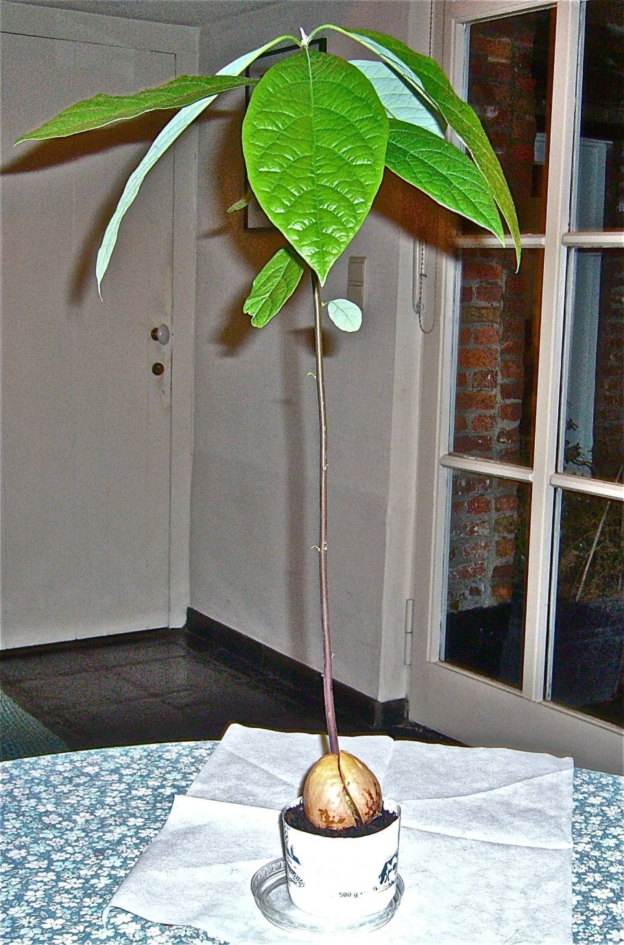 Прорастить косточку авокадо