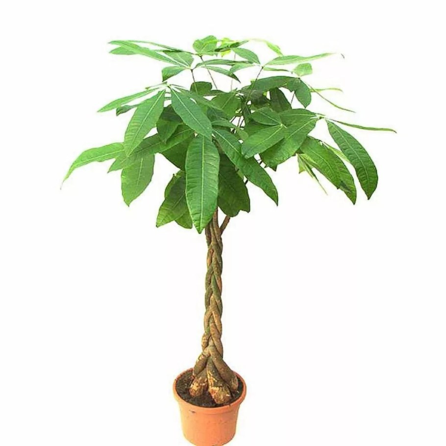 Авокадо растение дерево