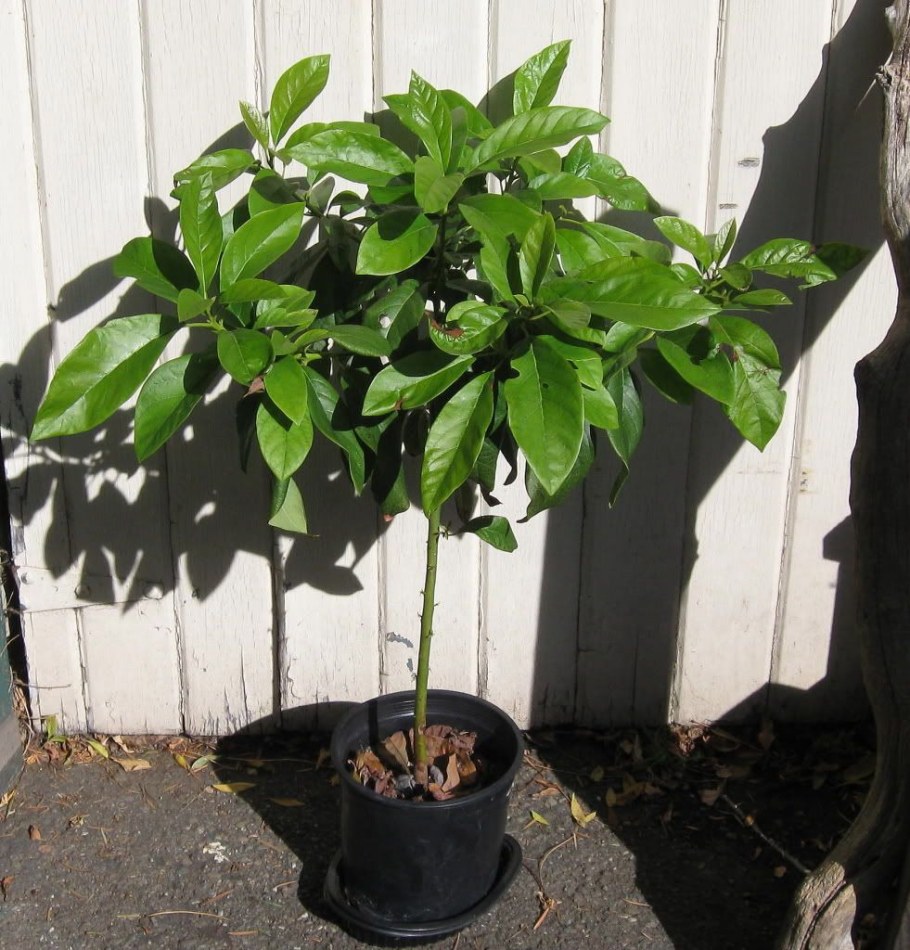 Авокадо куст