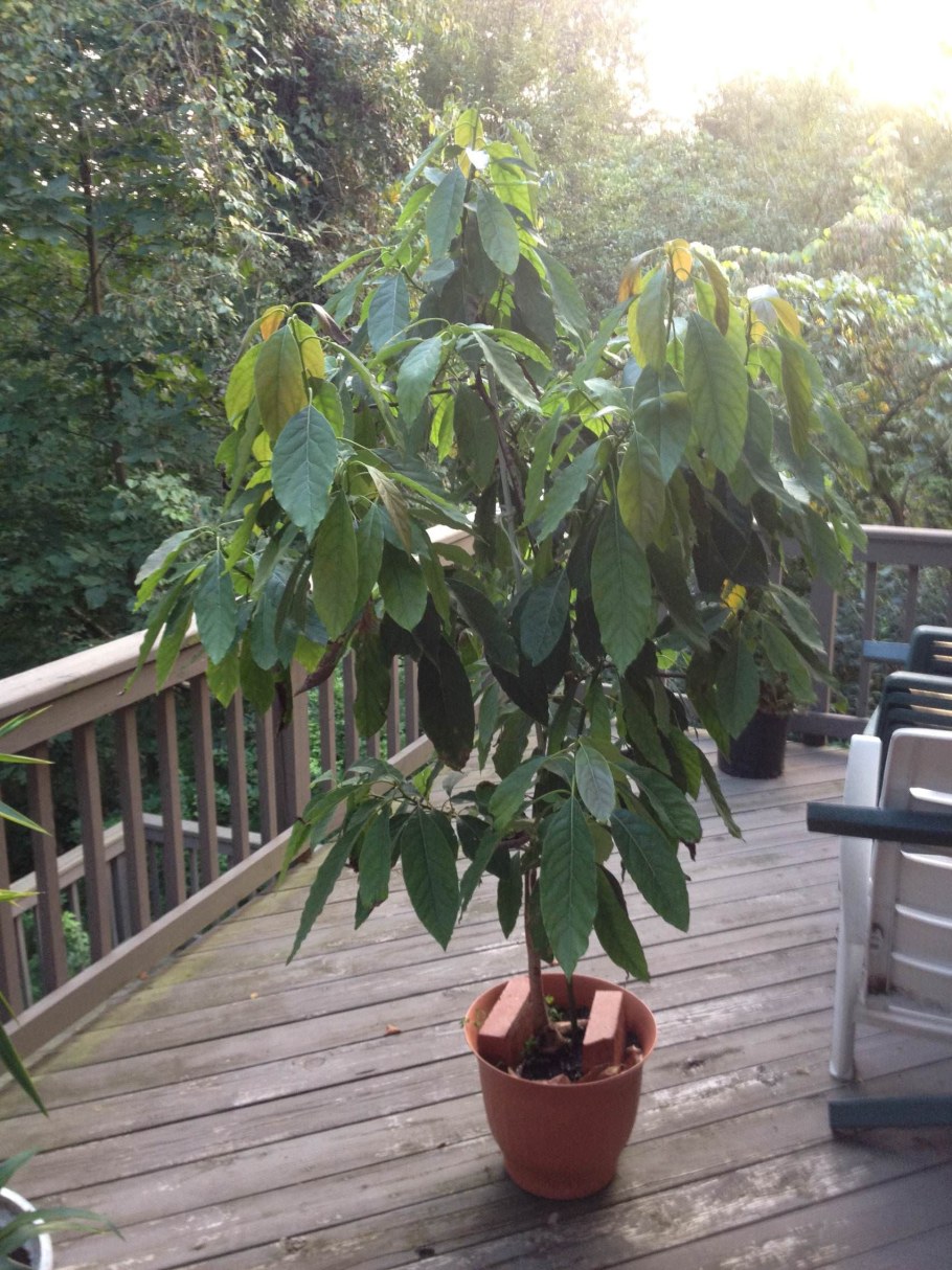 Авокадо дерево