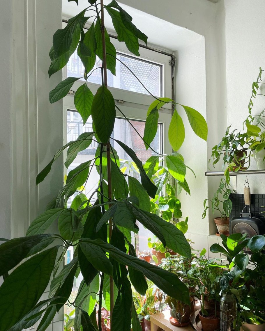 Дерево из косточки авокадо