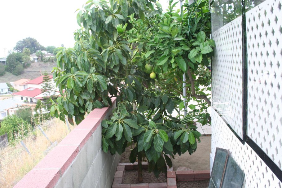 Авокадо саженец