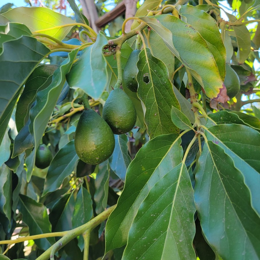 Авокадо рассада