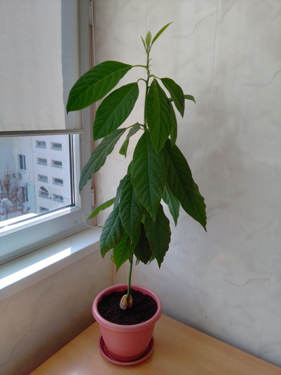 Авокадо цветок