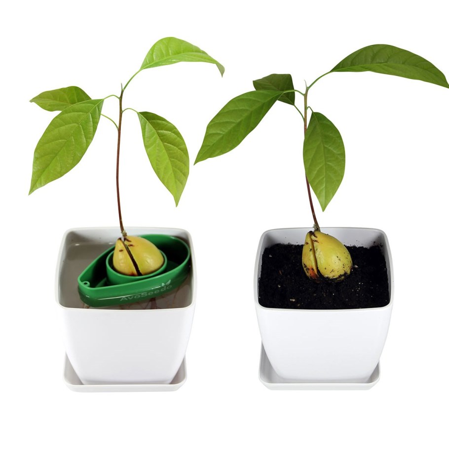 Авокадо в цветочном горшке