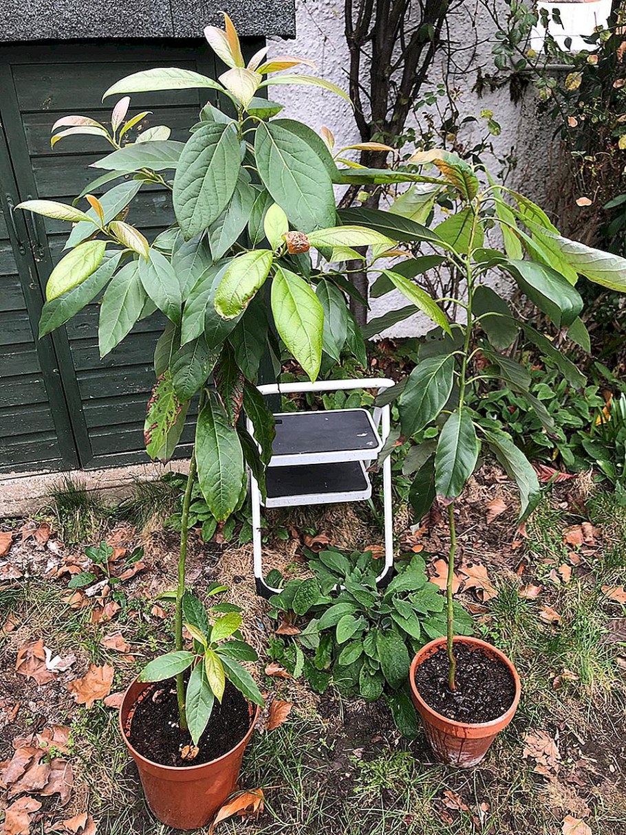 Авокадо дерево