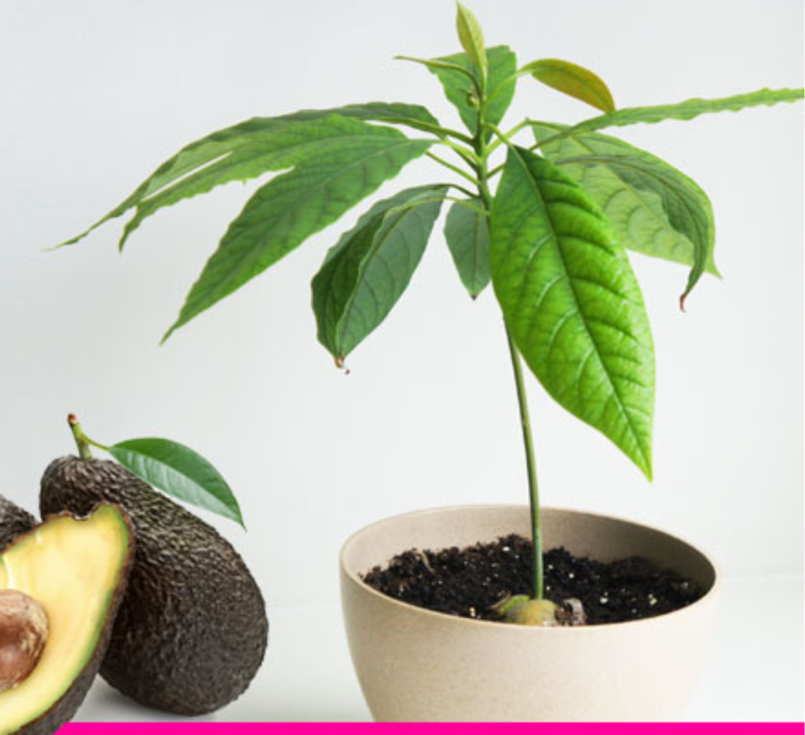 Деревце авокадо