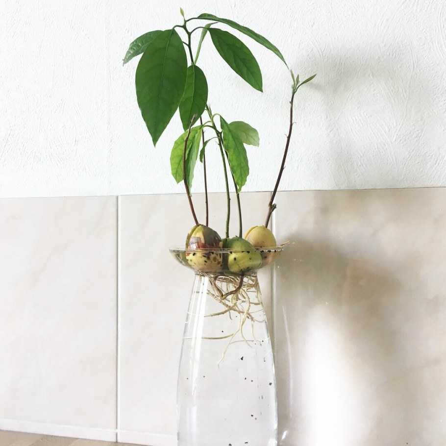 Авокадо дерево