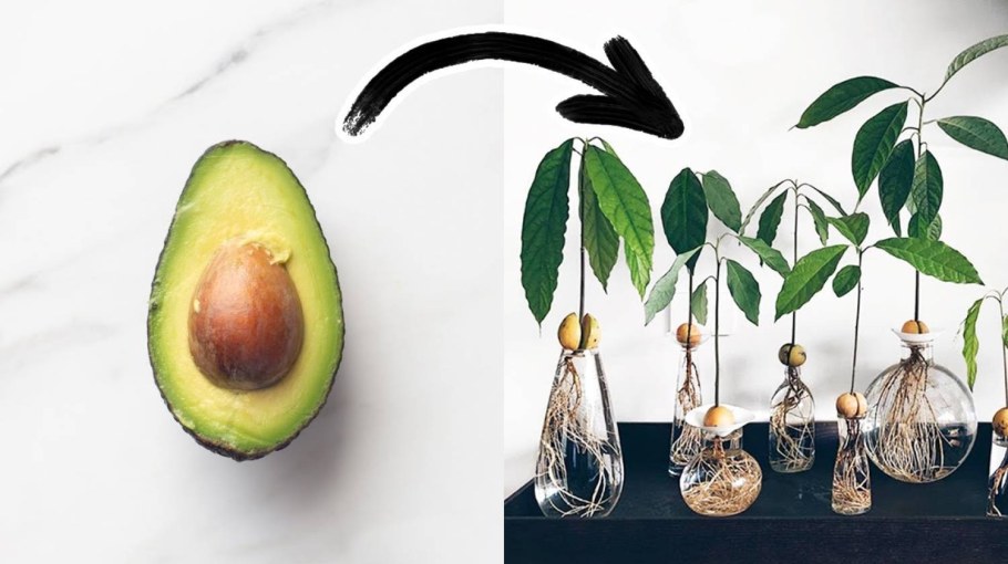 Авокадо дерево Росток