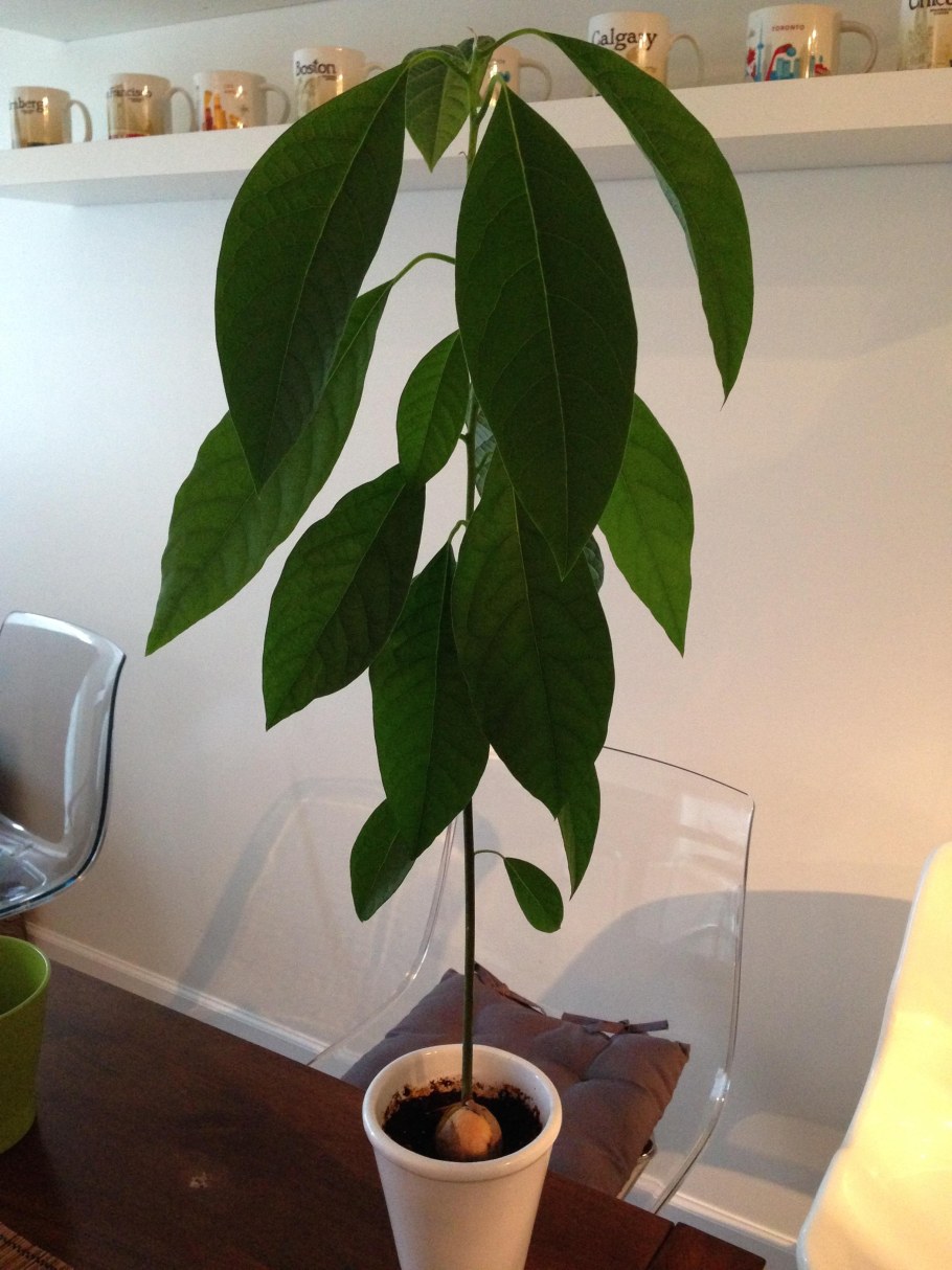 Плодоносящее дерево авокадо