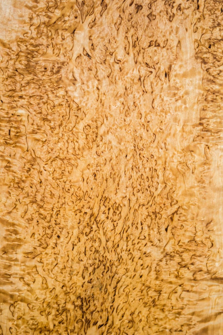 Карельская берёза птичий глаз