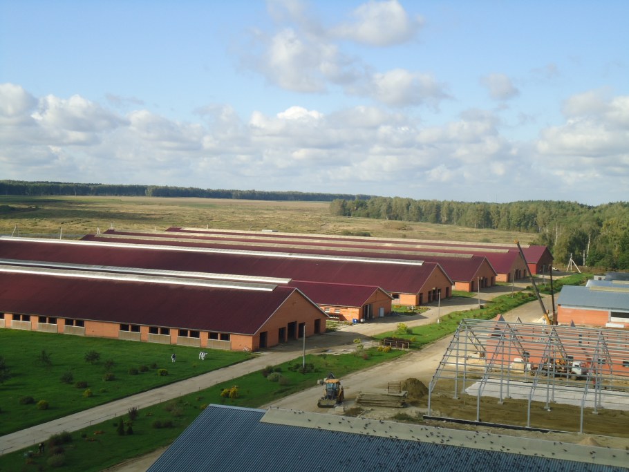 Животноводческий комплекс колхоза имени Урицкого.