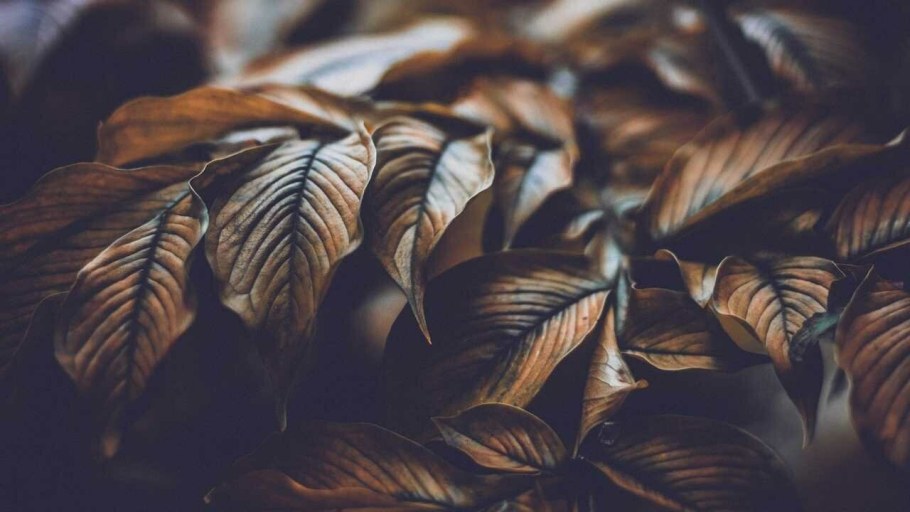 Осень Эстетика