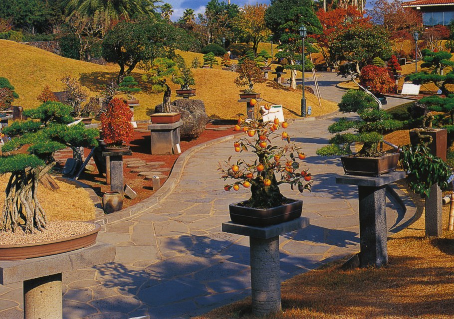 Парк бонсай энергичный сад в Южной Корее