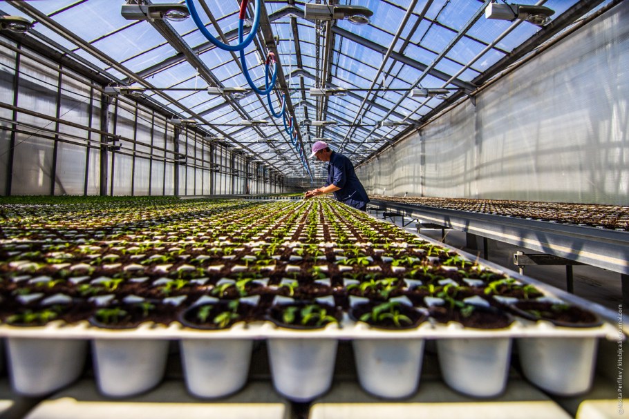 Антрацитные теплицы