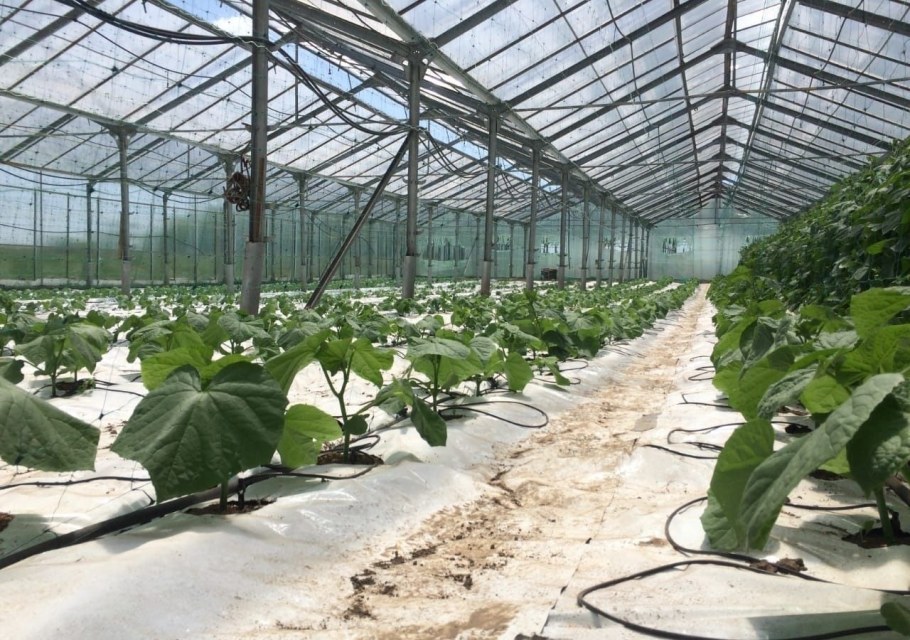 Антрацитовский завод сборных теплиц