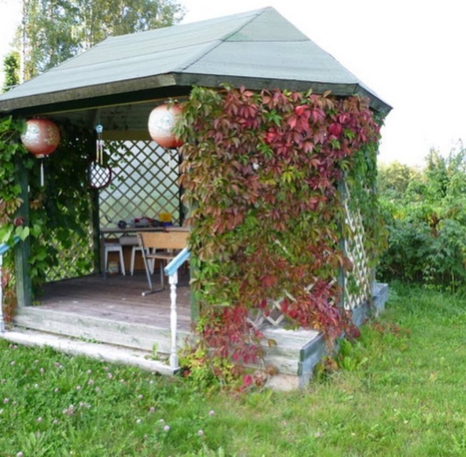 Беседка оплетенная девичьим виноградом