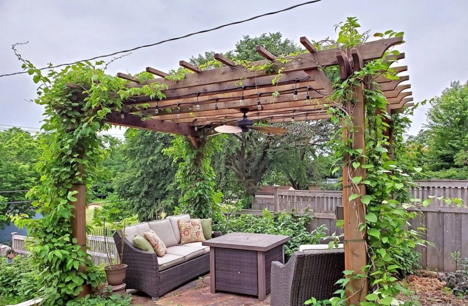 Пергола для винограда