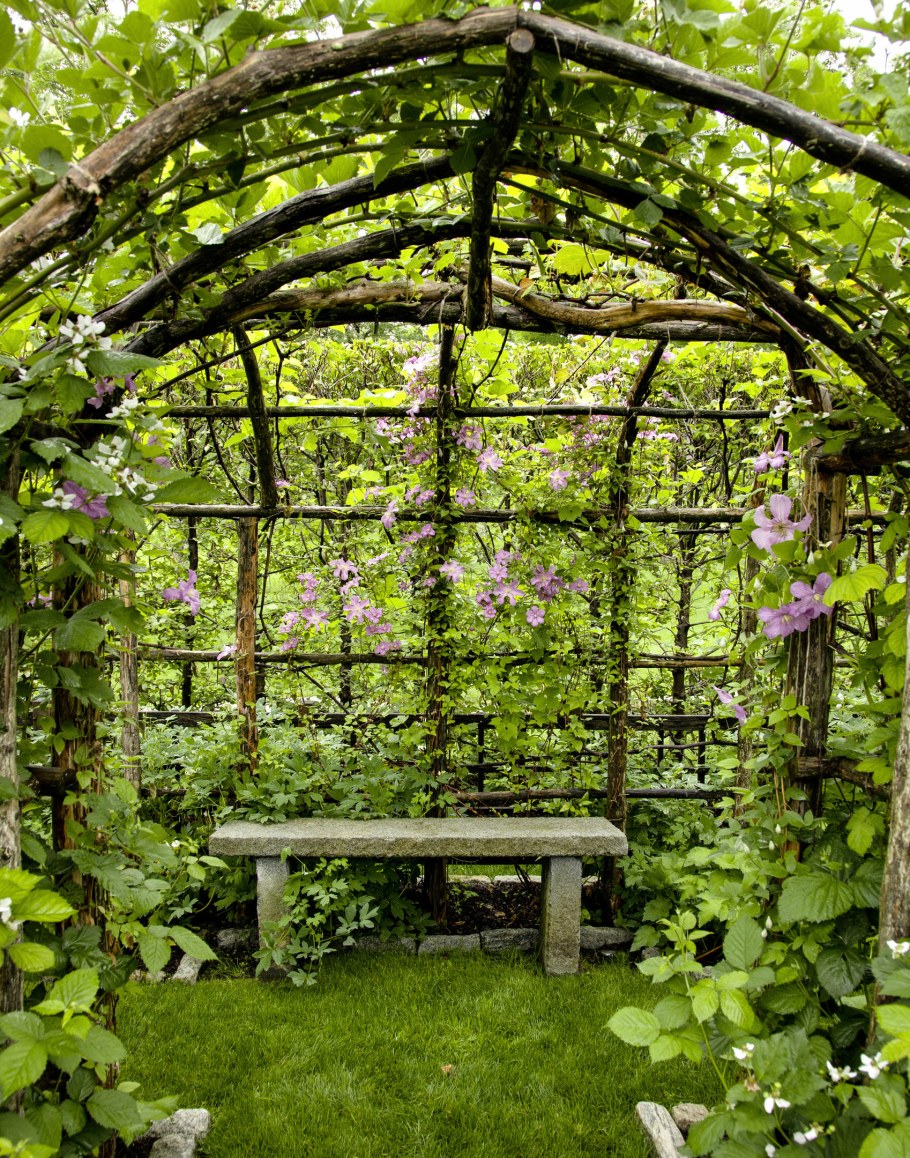 Клематис на перголе