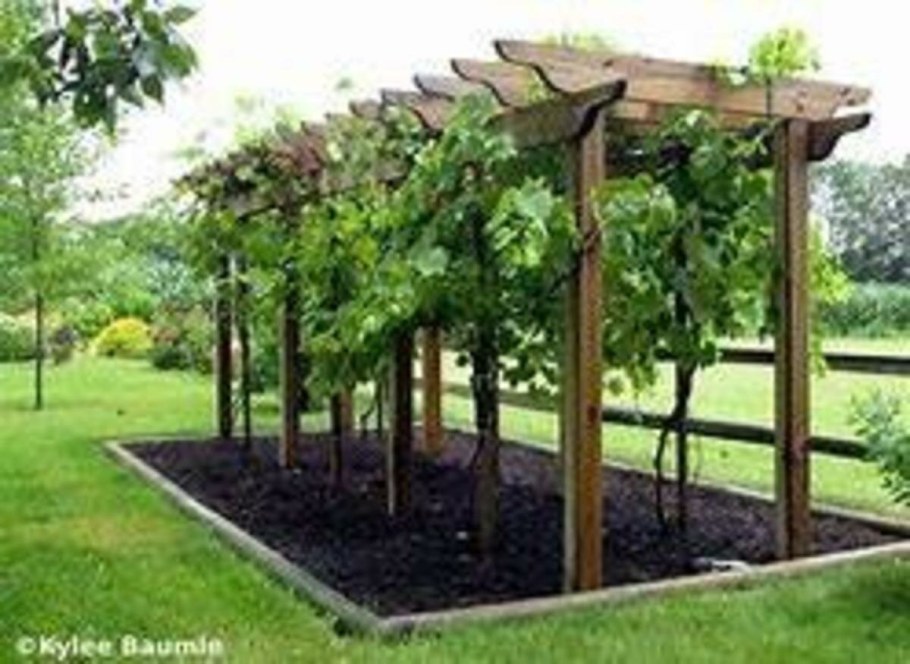 Grape Trellis