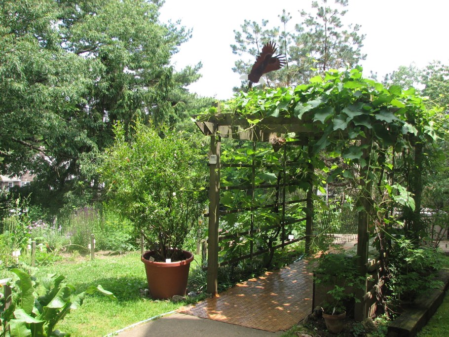 Беседка оплетенная виноградом