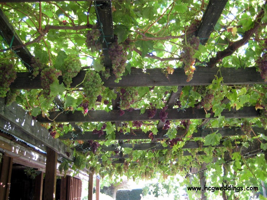 Беседка с виноградной лозой