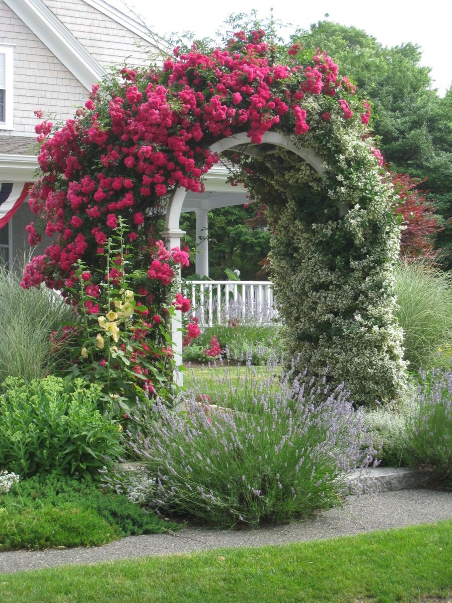 Арка клематис роза роза