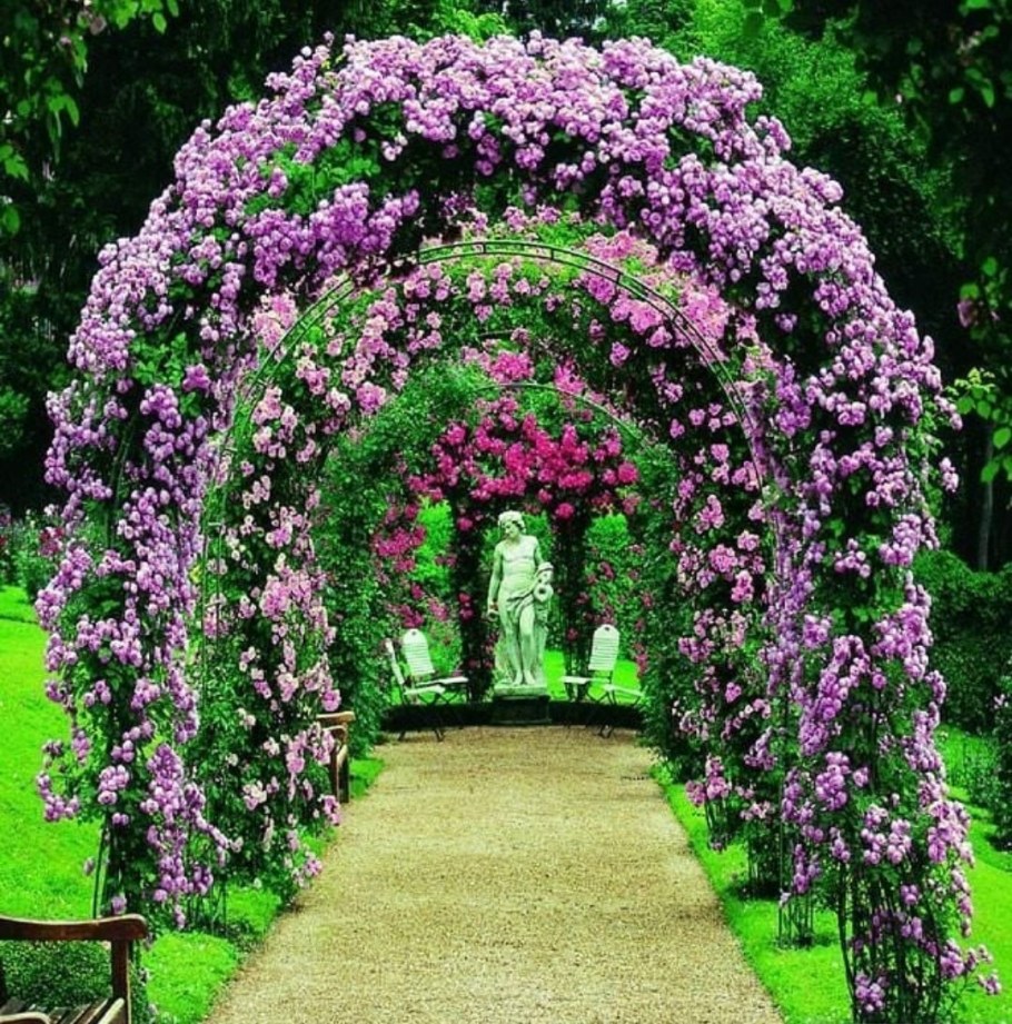 Плетистая роза на арке