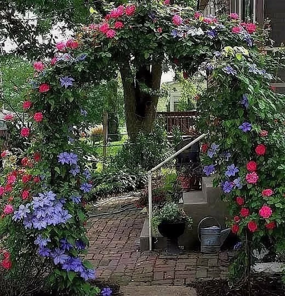 Перголы увитые клематисом