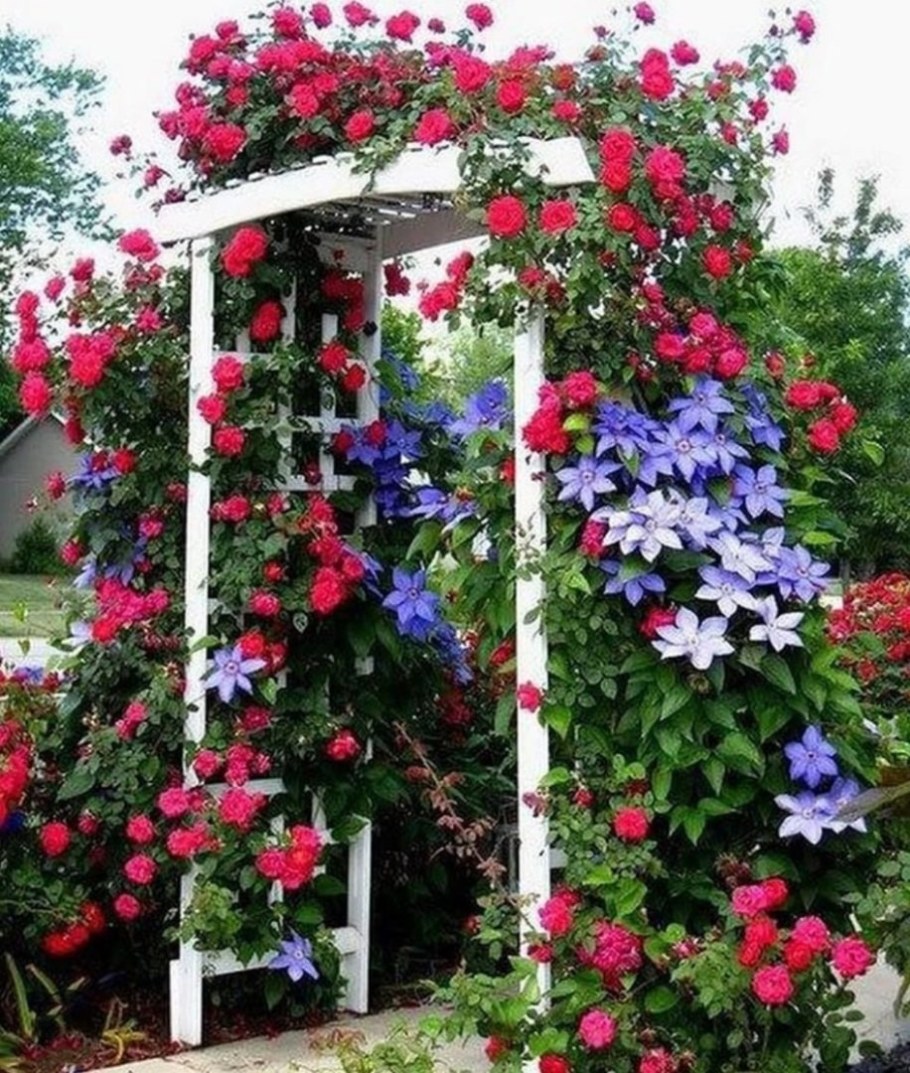 Плетистая роза и клематис