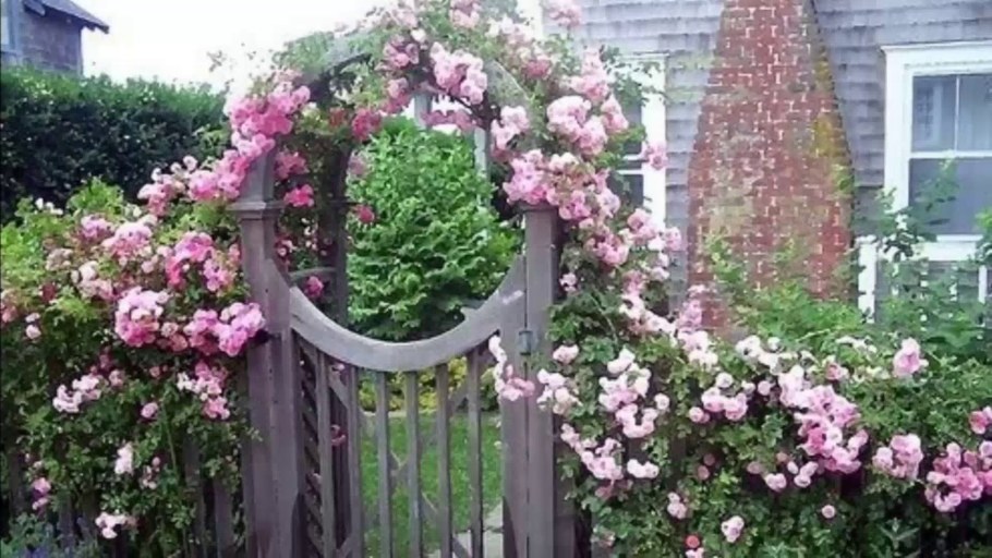 Плетистая роза вдоль забора