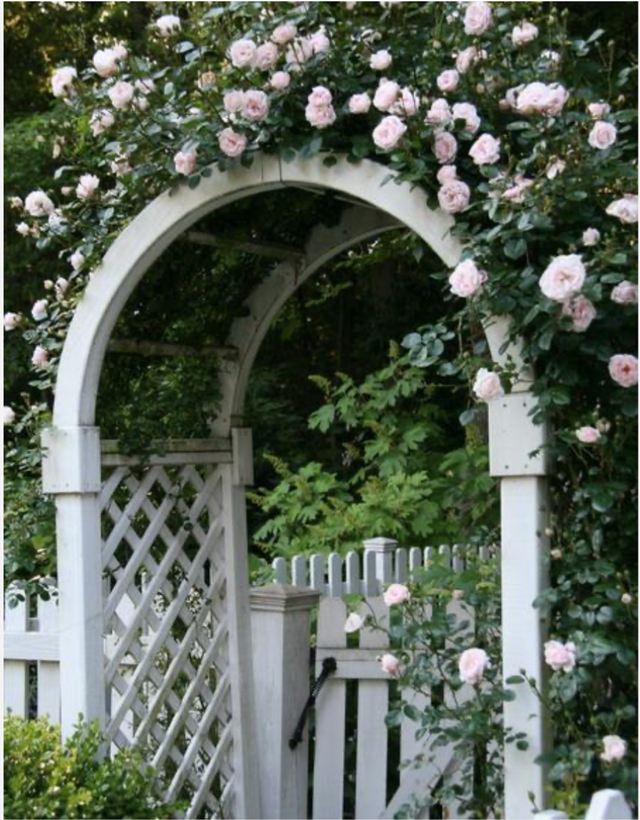 Роза Альков плетистая