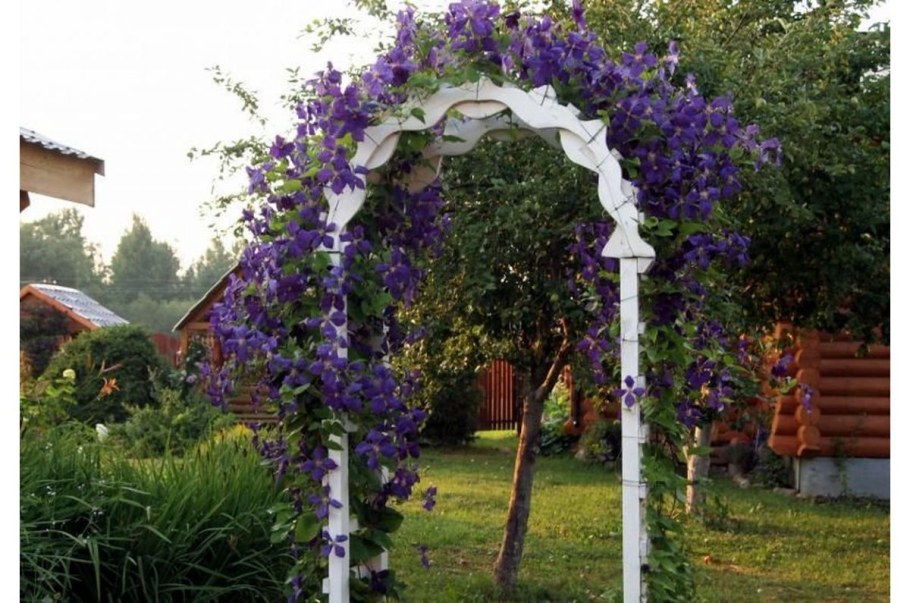 Клематис на садовой арке