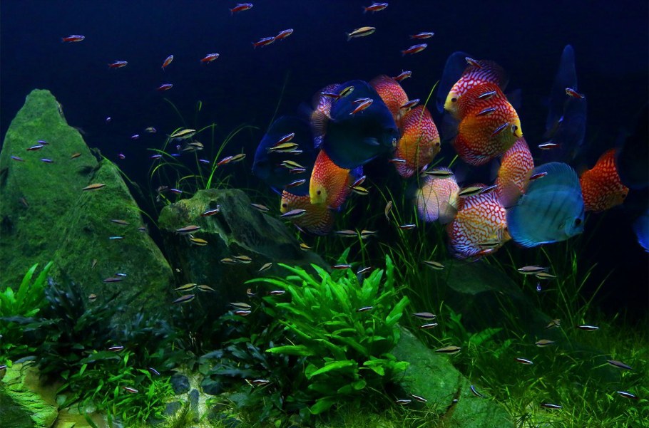 Акваскейп дискусы