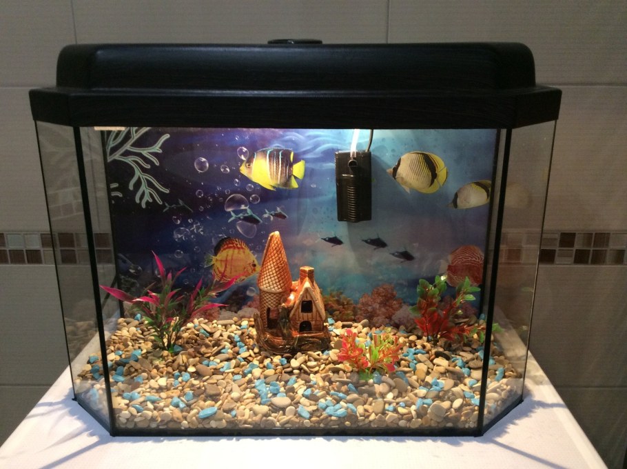 Аквариумные рыбки на 30 литров