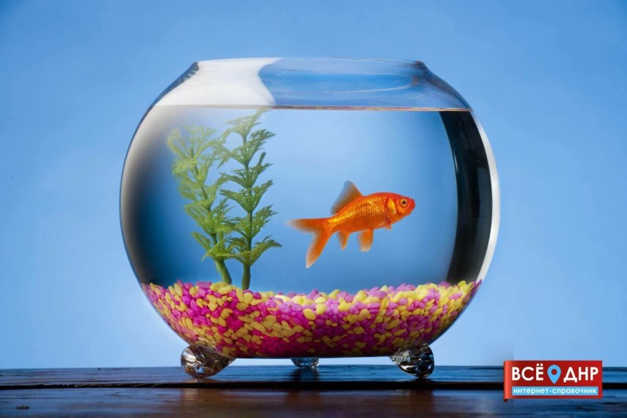 Круглый аквариум с рыбками