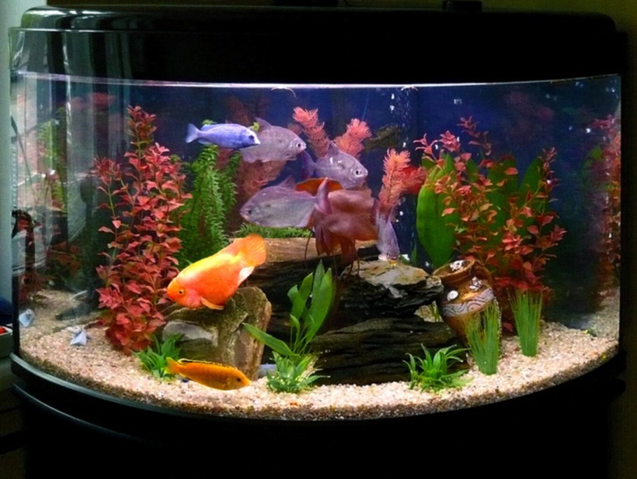 Домашние рыбки в аквариуме