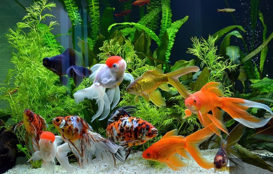 Золотая рыбка в аквариуме