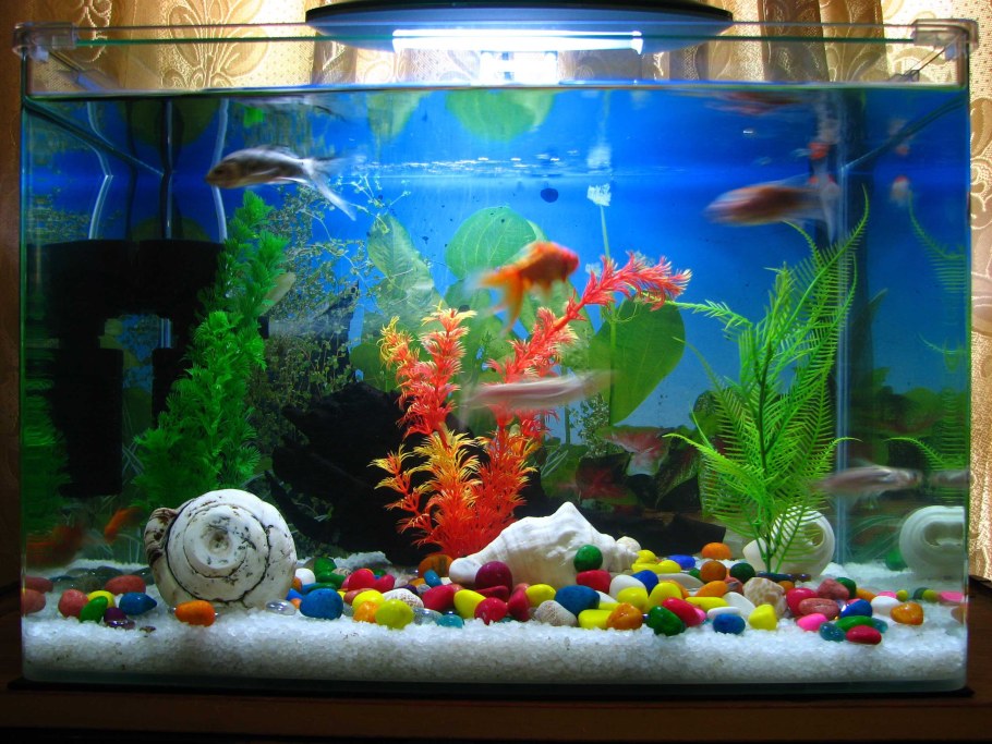 Домашний аквариум с рыбками