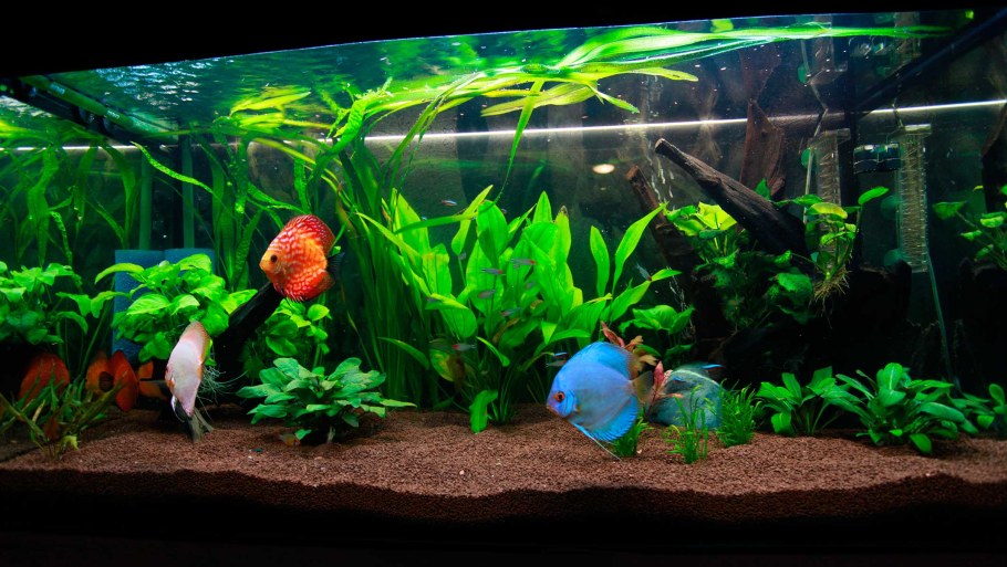 Растения для аквариума живые