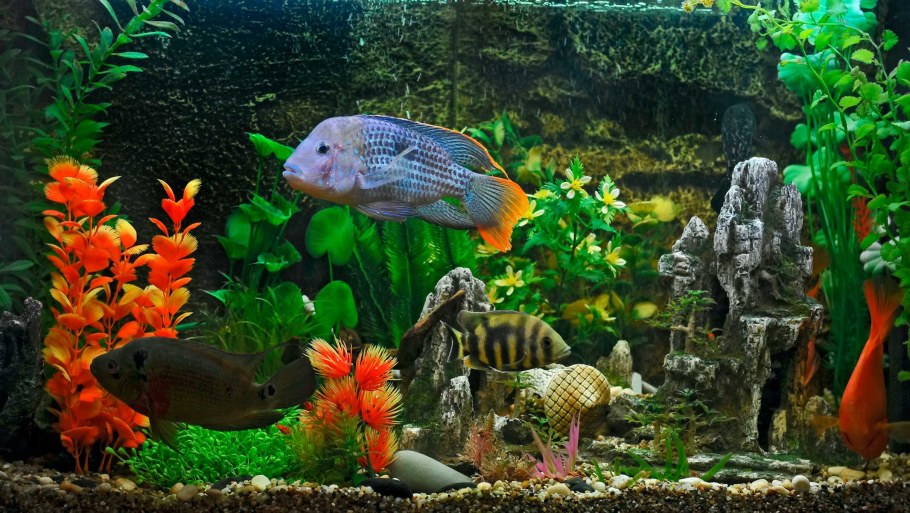 Валлиснерия и цихлиды