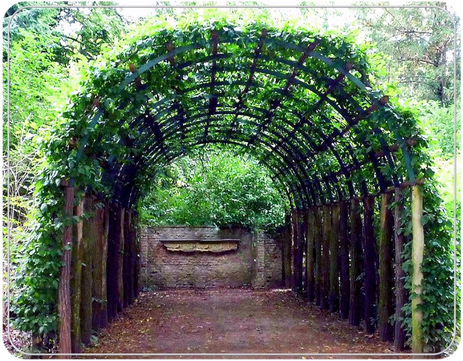 Берсо в ландшафтном дизайне