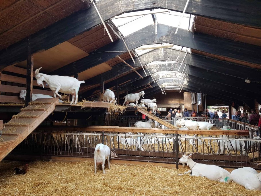 Козлятник ферма