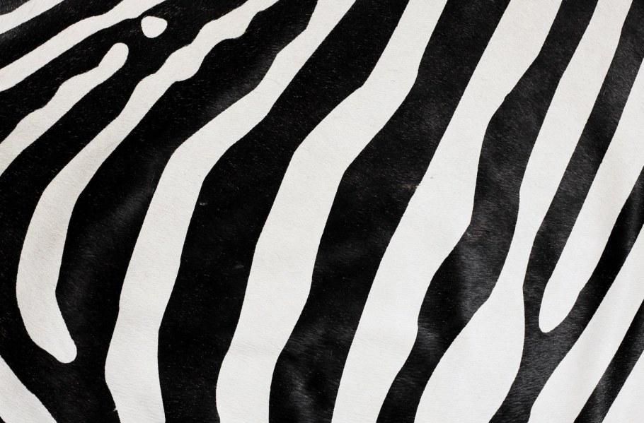 Обои Зебра бежевые