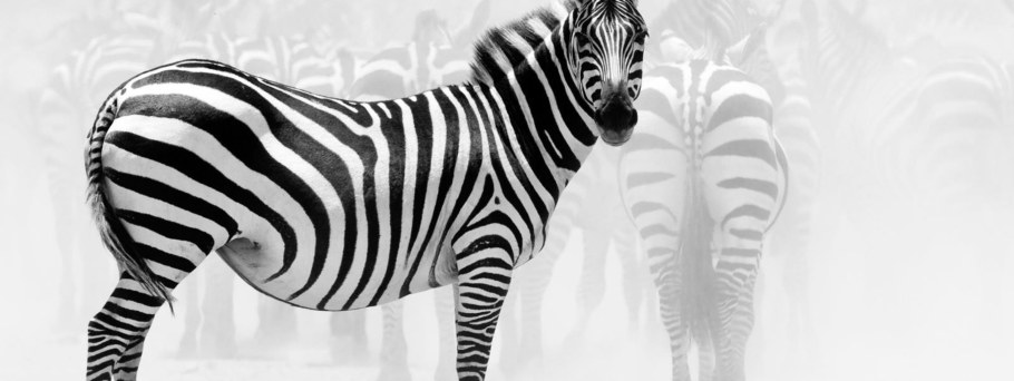 Обои Зебра для стен