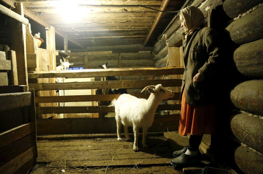 Коровник в деревне